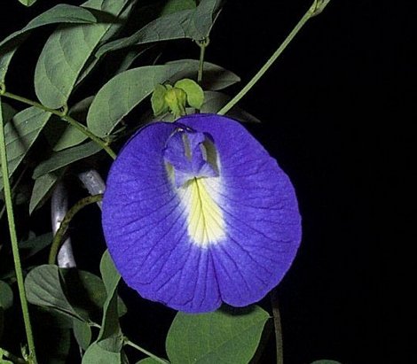 Butterfly Pea