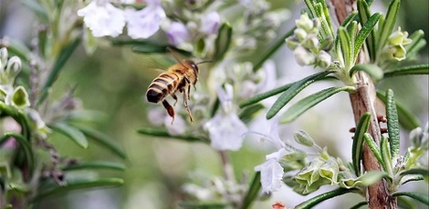 rosemary