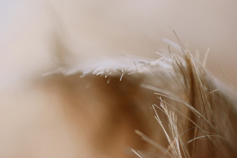 hair closeup